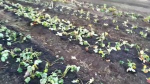 КАК ОМОЛОДИТЬ кусты клубники? Обновляем ГРЯДКИ С ЗЕМЛЯНИКОЙ САДОВОЙ!