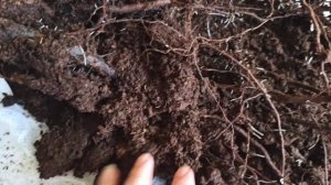 Розы?? Питомник АРОМАТ РОЗ?Обзор посылки с саженцами