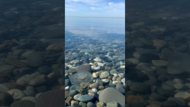 Опасные или нет? Медузы заполонили пляжи Сочи🐙🌊#море#природа#мир