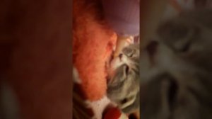 Как выкормить котенка без Кошки