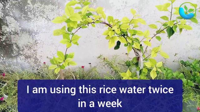 Use This For Bougainvillea Flowering | Get Maximum Flowers On Bougainvillea/Bougainvillea Fertilize смотреть онлайн