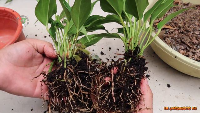 Anthurium Lilli смотреть онлайн