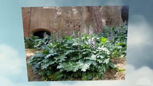 Акант горный - вечно зеленое домашнее растение. Acanthus montanus