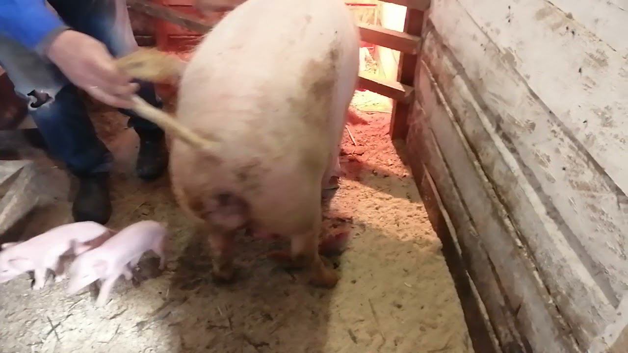 Первые сутки после опороса. смотреть онлайн