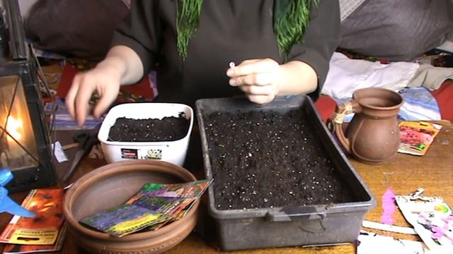 Падают сосульки КАК ПОСЕЯТЬ ПЕТУНИЮ смотреть онлайн