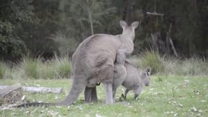 Kangaroos making sure their species doesn't die out ;)  * Must watch! * #kangaroos
