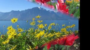 СОФИЯ РОТАРУ ДРУГАЯ