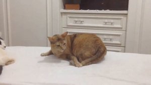 Собака кусает свою лапу ? Причины агрессии питомца к себе