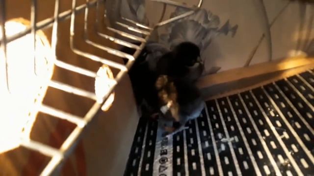 ЗАВЕРШЕНИЕ ИНКУБАЦИИ. часть2...17 апреля 2018 года. 16 яиц!!! смотреть онлайн