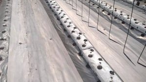 Клубника день 69 от высадки в малообъёмку и грунт!