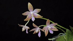 蝴蝶兰路德蓝色变种兄弟交配版  Phal. lueddemanniana var. coerulea × sib