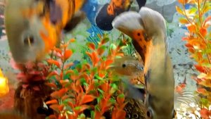 Молодые астронотусы в общем аквариуме.