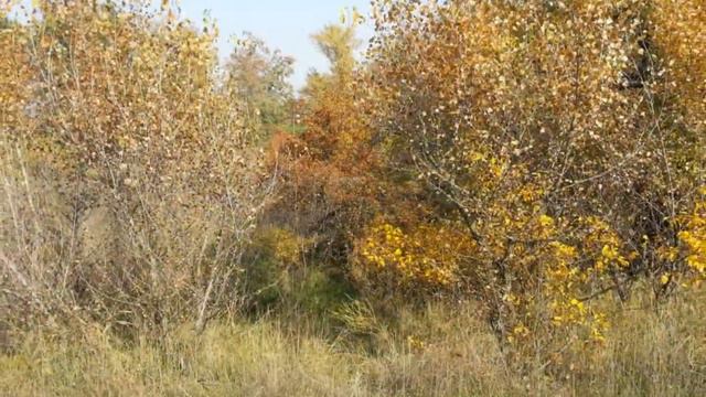 Хортица 2012 - 2014 смотреть онлайн