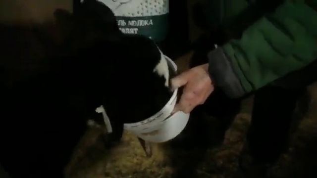 ЗЦМ Агромилк для телят смотреть онлайн