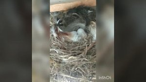 #Shorts Птички в гараже высиживают птенцов