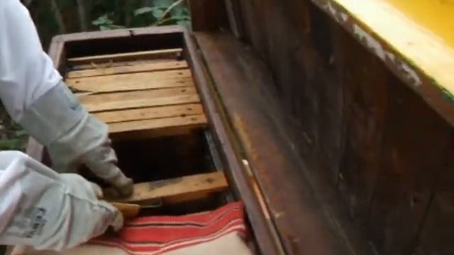 Отбираем у пчел медовые рамки ч.2 смотреть онлайн