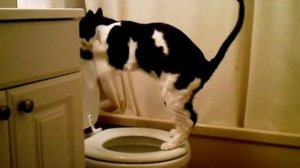 Приучить кошку ходить на унитаз. Система "Домакот"