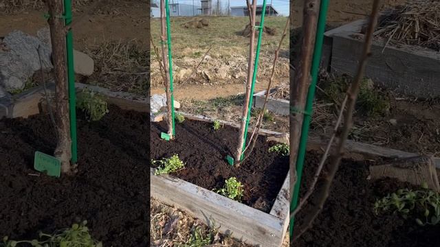 Посадила ясколку, ждём красоту ? #начинающие дачники #ленобл #огород #колоновидная черешня смотреть онлайн