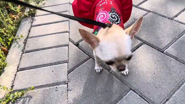 Если хочешь по - настоящему узнать город, надо ходить пешком. Чихуахуа Мия на прогулке. смотреть онлайн