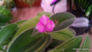 Цветение Традесканции силламонтана вариегатная Tradescantia sillamontana variegata