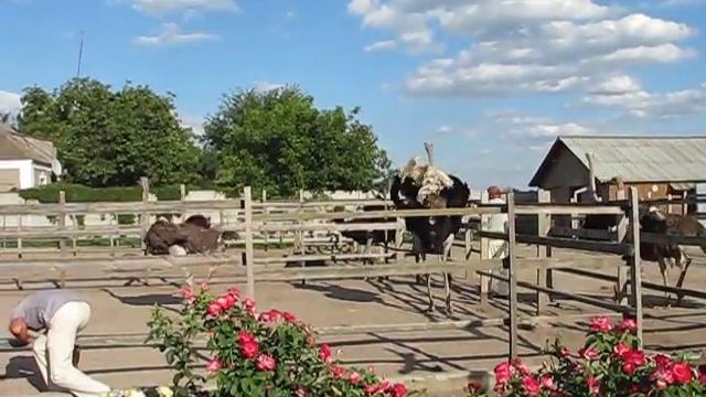 Как забрать яйцо у страуса смотреть онлайн