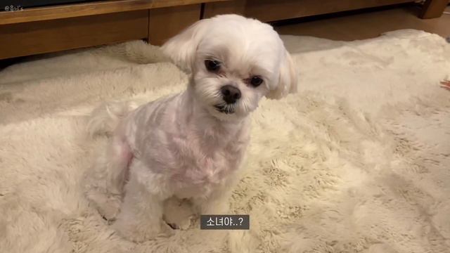 대학생 브이로그 | 파이널 준비하는 자세란 무엇인가 | 새 지갑, 바이레도 향수 언박싱!