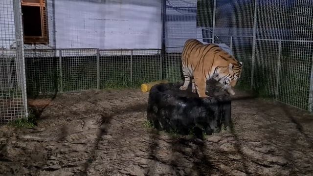 утренние кошки/тигры ночные животные)))))