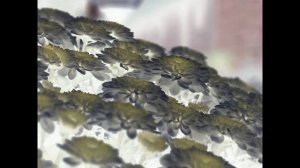 Cosmos Sound Club - Les Chrysanthèmes