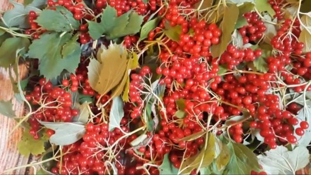 Калина! Как получить прекрасный урожай калины! смотреть онлайн