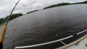 Щука горячего копчения. Вкусно и быстро. Как коптить щуку. Ловля щук.