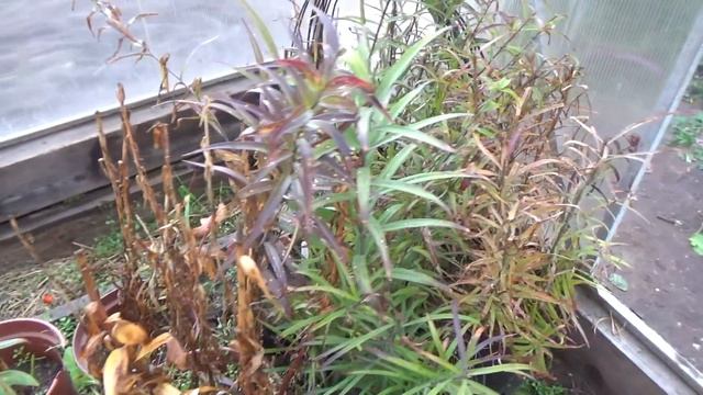 Сентябрь в теплице,что делаем. смотреть онлайн