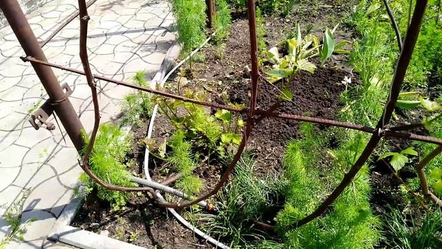 Гибискус травянистый. Где посадить и как ухаживать? Неприхотливый сад смотреть онлайн