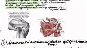 Лопаточная область/regio scapulae. Easy medicine