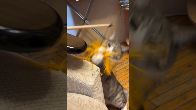Реакция кота на новые игрушки смотреть онлайн