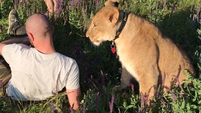 Тяжесть расставания, теперь у львицы Легенды новая жизнь. Тайган смотреть онлайн