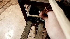 Ловушка для синиц