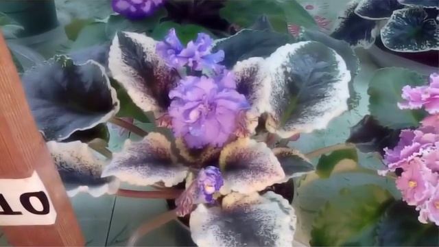 Фиалки Ольги Дудиной смотреть онлайн