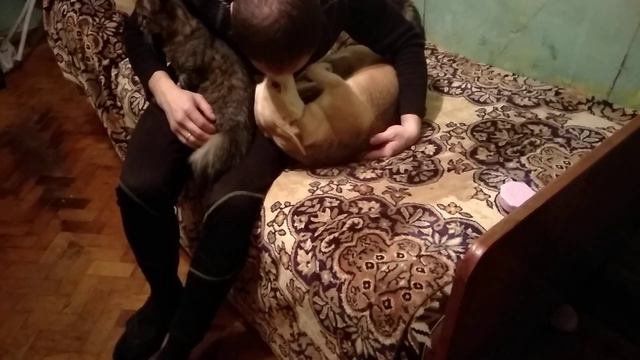 Папа пришел домой смотреть онлайн