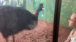 Его должны увидеть все — шлемоносный казуар 11 месяцев не покидает птенцов, а она, сразу уходит