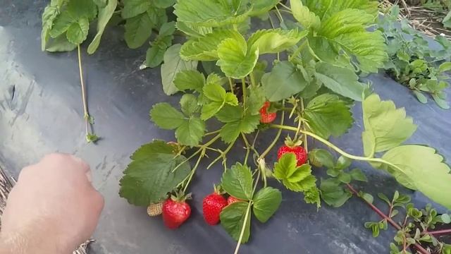 Клубника Сирия и Джоли делают ветер. смотреть онлайн