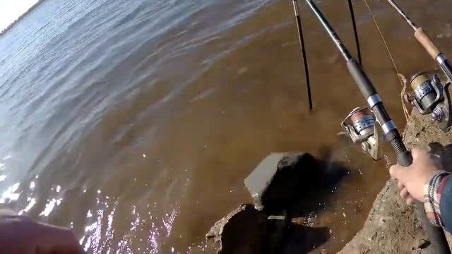 Ловля карася и воблы на берегу реки Волга/Carp And Roach Fishing