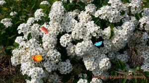 Спирея ниппонская Сноумаунд (spiraea nipponica) ? обзор: как сажать, саженцы спиреи Сноумаунд