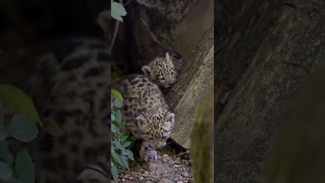 Snow leopard cub calling #babycub #cute #call