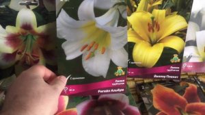 Лилии ОТ гибриды от фирмы Поиск