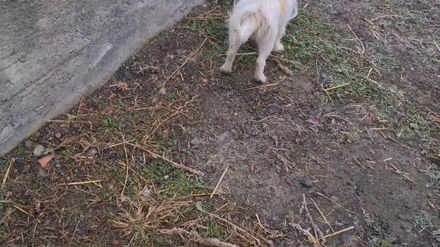 Куда уезжает спасённая собака Найда?/Щенки и мама завтракают смотреть онлайн