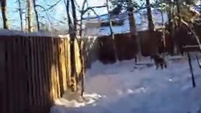 Восточно сибирская лайка Притравка по кабану. смотреть онлайн