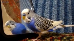 Говорящий волнистый попугай Кеша разговаривает