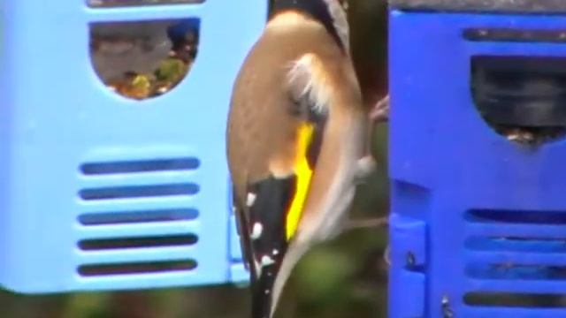Zoom test of Panasonic SDR-S26; Goldfinch at 50X 70X and 100X смотреть онлайн