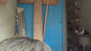 Профилактика голубей от пероедов и клещей
