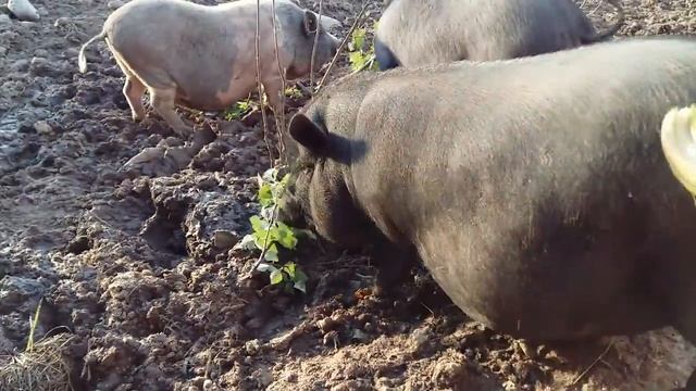 Вьетнамские вислобрюхие свиньи зажрались!!! смотреть онлайн